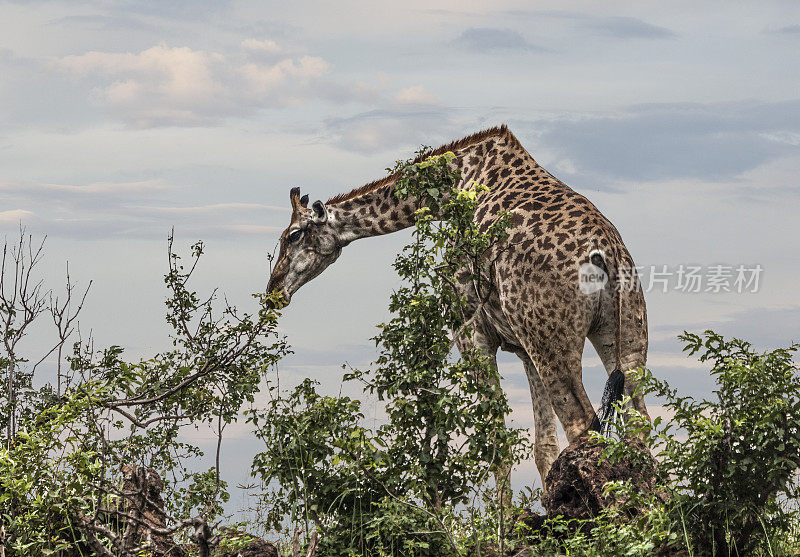 南非长颈鹿，Chobe n.p.，博茨瓦纳，非洲